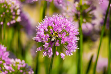 Fototapeta premium Common Eastern Bumble Bee on Pink Allium Flower Head