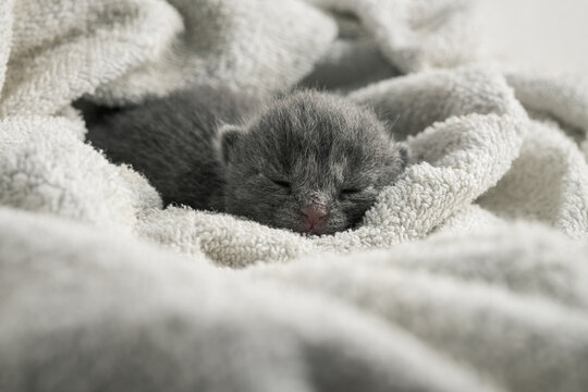 Cute newborn grey kitten sleeping sweet wrapped in a soft towel
