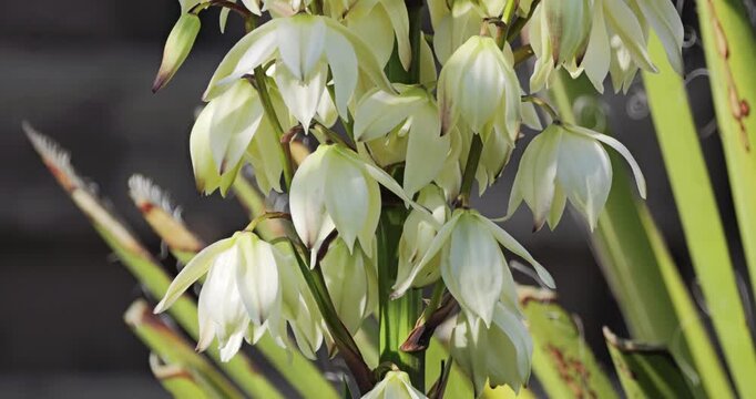 Spanish dagger (Yucca gloriosa recurvifolia) flowers close-up detail