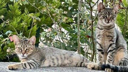 cat and cat © Viktoriia