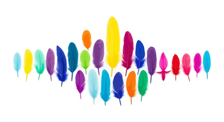 Obraz premium Vibrant multi-colored bird feathers arranged in a row isolated on white background for creative design and natural decor projects
