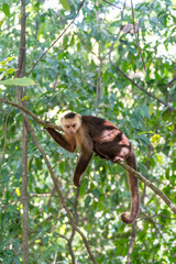 Capuchin monkey in dense forest canopy © Mrton