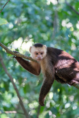 White-faced capuchin monkey in forest canopy © Mrton