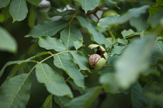 Mature brown walnut opening from cracked green husk on leafy branch in orchard