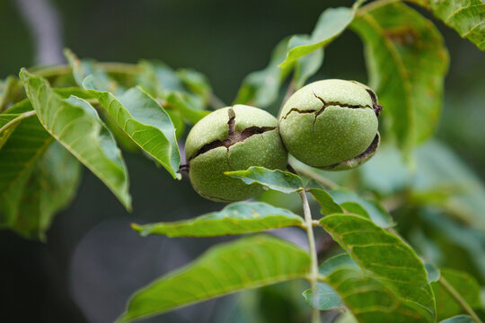 Two ripe walnuts bursting from green husks on a tree branch with copy space