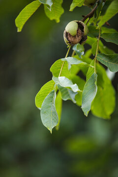 Ripe walnut bursting from green husk on tree branch with vertical copy space