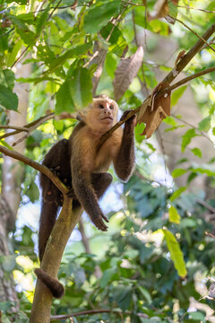 Capuchin monkey in tropical forest