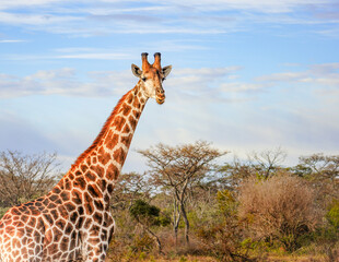 giraffe in the savannah © Yulimar