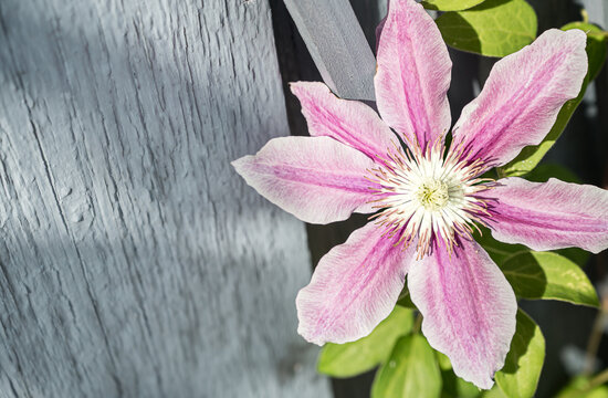 Clematis Dr. Ruppel