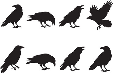 Obraz premium Set of black raven crow silhouettes in various poses including flying and perched, isolated on white background for Halloween design and graphic projects.