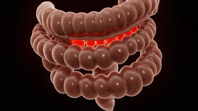 Enteric Glial Network Beneath Semi Transparent Intestinal Mucosa Showing Barrier Dysfunction for Healthcare Education