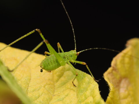 Macro fotogr&aacute;fico de una ninfa de saltamontes verde (Tettigoniidae) sobre hojas. Detalle n&iacute;tido de la naturaleza y fauna silvestre.
