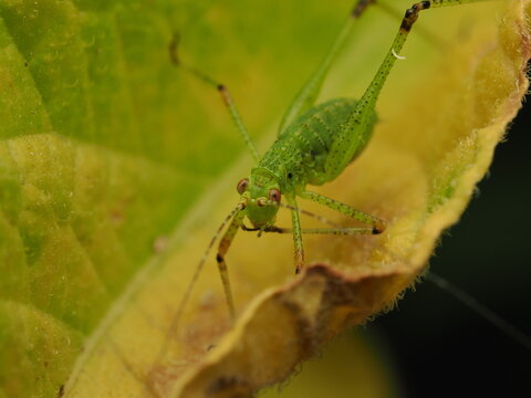 Macro fotogr&aacute;fico de una ninfa de saltamontes verde (Tettigoniidae) sobre hojas. Detalle n&iacute;tido de la naturaleza y fauna silvestre.