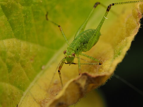 Macro fotogr&aacute;fico de una ninfa de saltamontes verde (Tettigoniidae) sobre hojas. Detalle n&iacute;tido de la naturaleza y fauna silvestre.