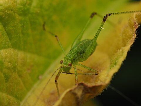 Macro fotogr&aacute;fico de una ninfa de saltamontes verde (Tettigoniidae) sobre hojas. Detalle n&iacute;tido de la naturaleza y fauna silvestre.