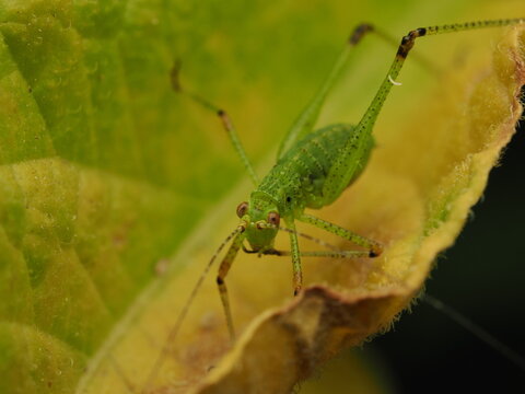 Macro fotogr&aacute;fico de una ninfa de saltamontes verde (Tettigoniidae) sobre hojas. Detalle n&iacute;tido de la naturaleza y fauna silvestre.