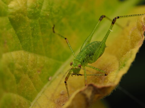 Macro fotogr&aacute;fico de una ninfa de saltamontes verde (Tettigoniidae) sobre hojas. Detalle n&iacute;tido de la naturaleza y fauna silvestre.