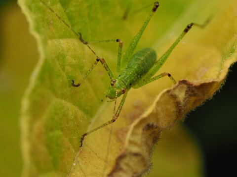 Macro fotogr&aacute;fico de una ninfa de saltamontes verde (Tettigoniidae) sobre hojas. Detalle n&iacute;tido de la naturaleza y fauna silvestre.