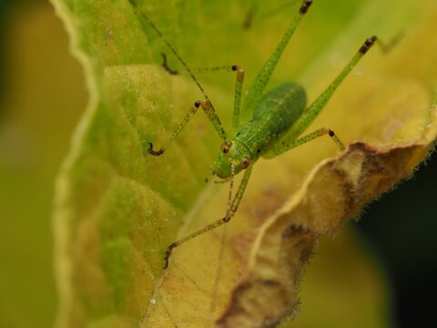 Macro fotogr&aacute;fico de una ninfa de saltamontes verde (Tettigoniidae) sobre hojas. Detalle n&iacute;tido de la naturaleza y fauna silvestre.