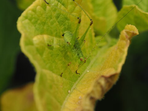 Macro fotogr&aacute;fico de una ninfa de saltamontes verde (Tettigoniidae) sobre hojas. Detalle n&iacute;tido de la naturaleza y fauna silvestre.