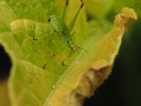 Macro fotogr&aacute;fico de una ninfa de saltamontes verde (Tettigoniidae) sobre hojas. Detalle n&iacute;tido de la naturaleza y fauna silvestre.