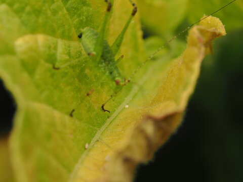 Macro fotogr&aacute;fico de una ninfa de saltamontes verde (Tettigoniidae) sobre hojas. Detalle n&iacute;tido de la naturaleza y fauna silvestre.