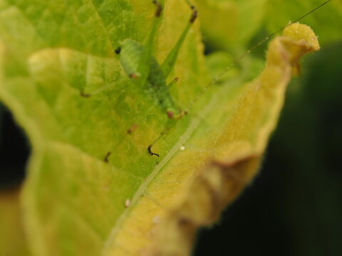 Macro fotogr&aacute;fico de una ninfa de saltamontes verde (Tettigoniidae) sobre hojas. Detalle n&iacute;tido de la naturaleza y fauna silvestre.