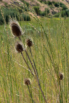 Backlit thistle in a meadow