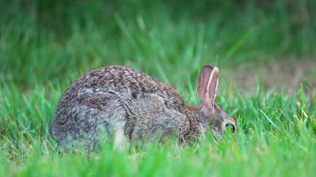 Wild rabbit in nature. Grey small hare eating grass on Florida backyard