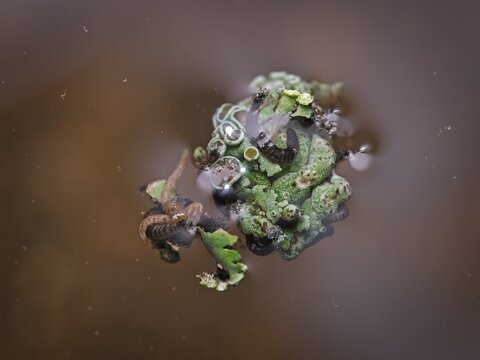 Macro close up of tiny aquatic larvae and mosquito wrigglers feeding on floating green algae in still water
