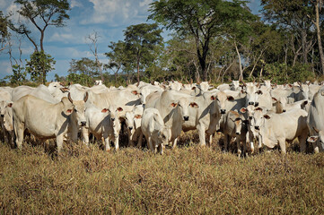 Obraz premium Rebanho de gado Nelore no campo