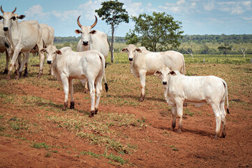 Vaca Nelore com bezerro no pasto verde © Jr Studio Foto