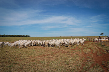 Boiada sendo tocada no pasto © Jr Studio Foto