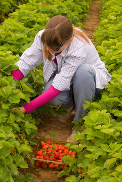 U-pick strawberries, Fordyce Farm, Marion County, Oregon