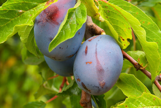 U-pick Brooks plums, Marion County, Oregon