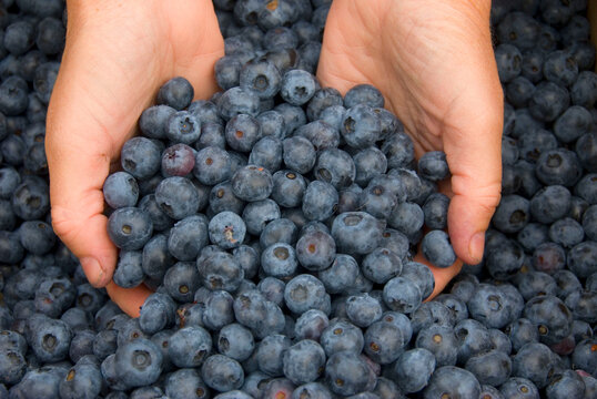 U-pick blueberries, Marion County, Oregon