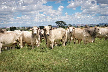 Rebanho de gado Nelore no pasto verde © Jr Studio Foto