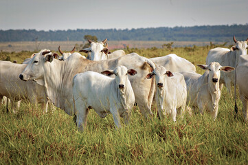 Vaca Nelore com bezerros no pasto verde © Jr Studio Foto