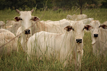 Vaca Nelore com bezerros no pasto verde © Jr Studio Foto
