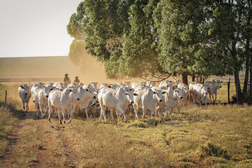 Obraz premium Gado Nelore no campo