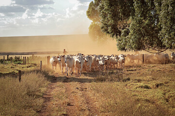 Boiada sendo tocada no pasto © Jr Studio Foto