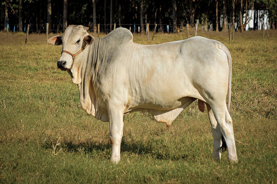 Touro Nelore no campo