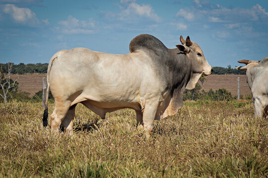 Touro Nelore no campo