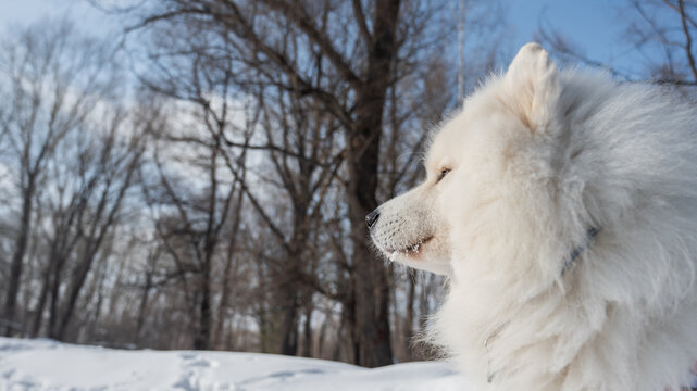  Fluffy samoyed dog sitting in sunny winter snow. 