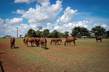 Cavalos no pasto © Jr Studio Foto