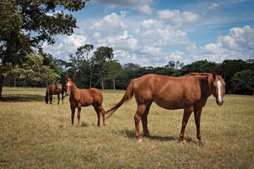 Cavalos manga larga no pasto © Jr Studio Foto