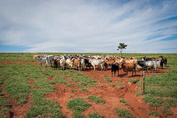 Gado de corte em pasto © Jr Studio Foto