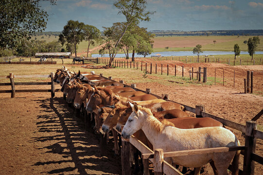 Tropa de mulas para manejo de gado