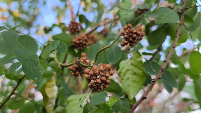 Macro photograph of dried wild vine seed clusters hanging naturally among lush green foliage with soft background.