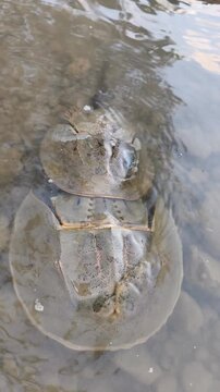 Pair of horseshoe crabs mating in shallow coastal water over rocky seabed during calm daylight natural habitat.